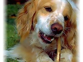 Mobile Hundeschule Hamburg