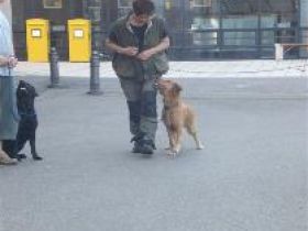 Dogspassion - Hundeschule Sigmaringen