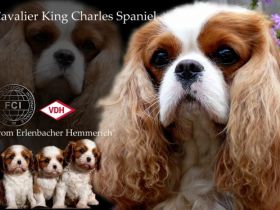 vom Erlenbacher Hemmerich