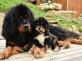 Do-Khyi from top of the world