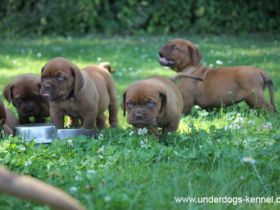 The Red Giants of Beuden
