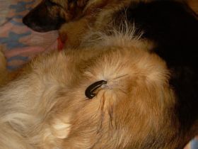 Tierheilpraktikerin Jacqueline Künstler