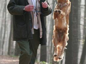 Hundeschule ROKO's Dog Training in Ingelheim/Rhein