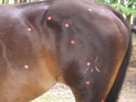 Tiernaturheilkundeschule Vock - Tierheikpraktikerausbildung