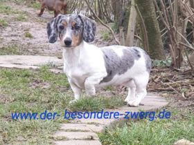 der besondere Zwerg