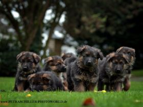 von der Königsgarde