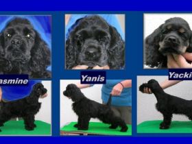 Bohemia Black Diamond