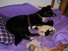 Doc Doolittle Ranch- Die Tieroase auf Föhr