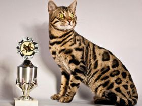 Cattery von der Loreley