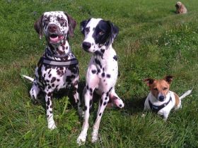 Top-Dog24.de -Ihr Hundeservice