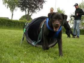 Mobile Hundeschule Bütgenbach