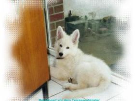 of invicta White Roses