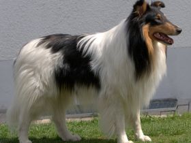 Flash von Camperville