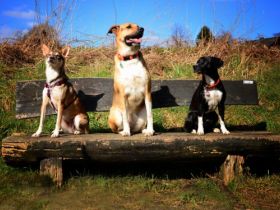 Hundeschule/Welpenschule Hunderosa