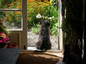 Hundepension Güderott