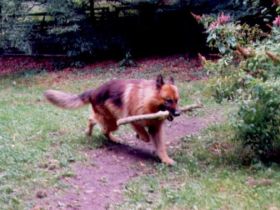 Hundepension Plettenberg