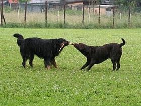 Canidos Hundezentrum