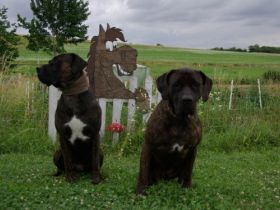 Naturheilpraxis für Tiere Annette Klietsch