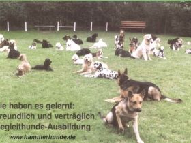 Sachkunde Prüfung,Verhaltenstest mit Maulkorbbefreiung,anerkannte Bescheinigung für Städte und Gemei