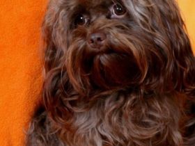 Sigi vom Zarenhof Romanow