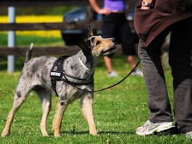 Auf glücklichen Pfoten...zum Partner fürs Leben