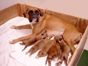 von der Berliner Schnauze