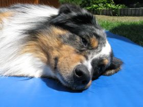 dogs in motion - Physiotherapie für Hunde