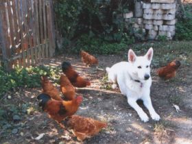 Hundeschule Heßling - kompetent und artgerecht
