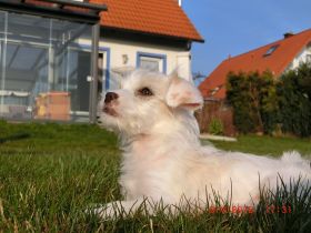 Hundepension-Salon-El Bonito