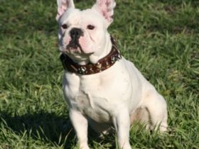 Mr. Moe "Carlsson" vom Fichtenwald