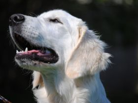 H.E.R.A. - Hundeschule