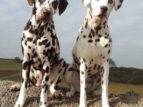 Hundephysiotherapie-Hundekrankengymnastik Christiane Strümer