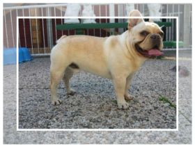 'Sirius from Iron County'