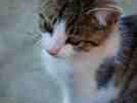 Naturheilpraxis für TiereKristina  Nitsch