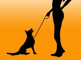 Verhaltensberatung, Verhaltensschulung sowie hervorragende Grundausbildungen