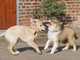 Creahof - Hundeschule