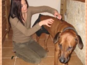 Tierheilkunde und Tierpsychologie für Heimtiere Cornelia Köhler