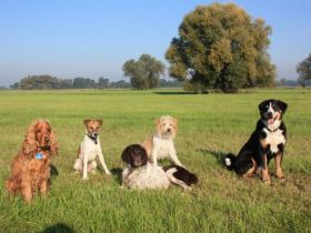 Hundeservice Just for Fun