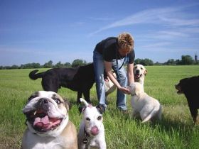 Hundepension Just for Fun