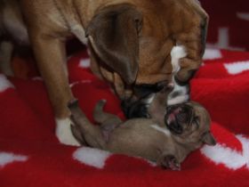 Continental Bulldog      Green Bogey's