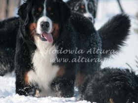 Jr.Ch. BARBARIAN BARBAROSSA Altura