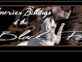 American Bulldog of the Black Pearl