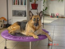 Mobile Tierphysiotherapie Silvia Schmidt