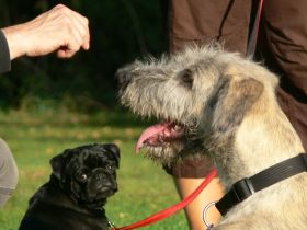 Hundeschule PowerPets-Die Haustierberatung