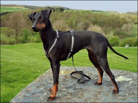 The black Hurrican`s