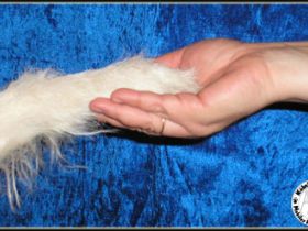 Hundeschule KölnWuffels