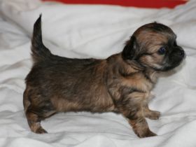 del Arco Iris del amor