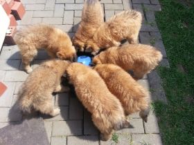 Tervueren von Danuwa