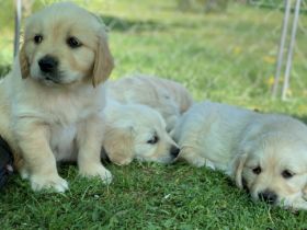 Tales Of Mystery im A.C.H. Deutschland e.V.