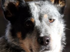 von den wilden Strolchen